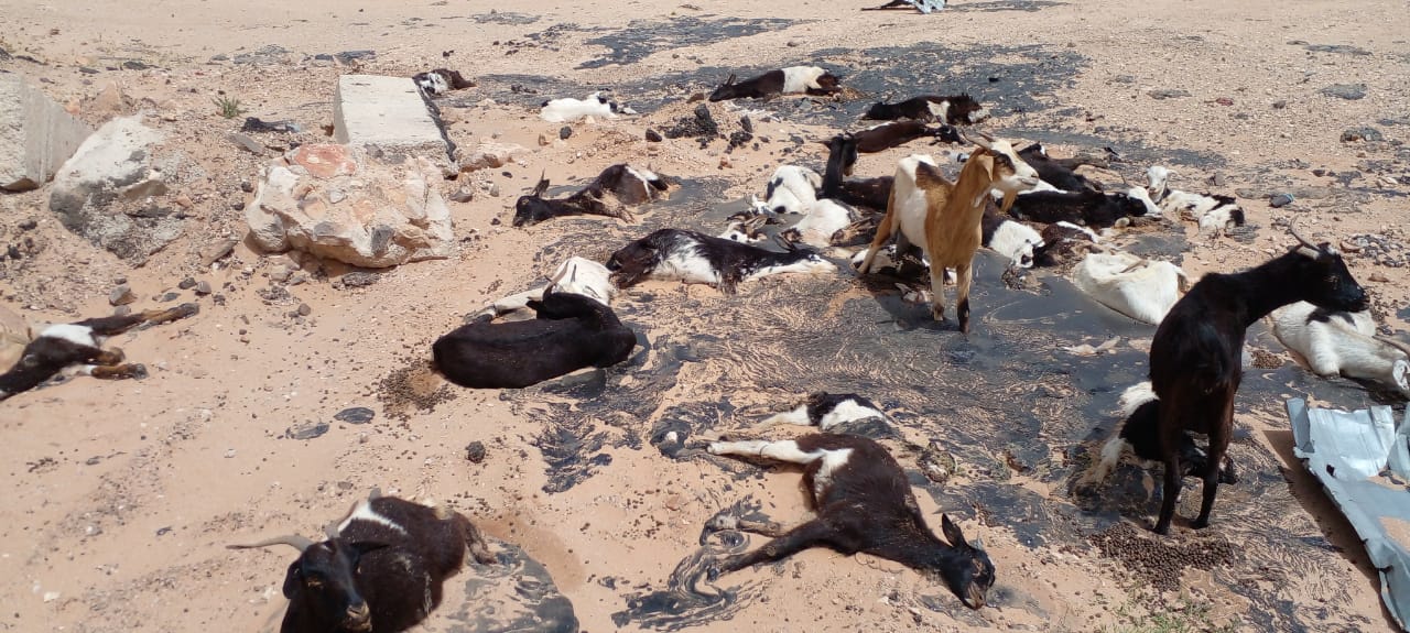 مخلفات شركة تعبيد الطرقات تتسبب في نفوق رؤوس اغنام شرق الداخلة