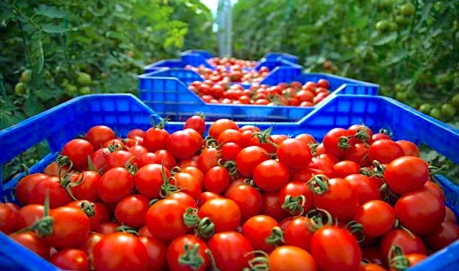 المحكمة العليا الفرنسية تصفع منظمة موالية لـ ”البوليساريو” بشأن منتجات الصحراء