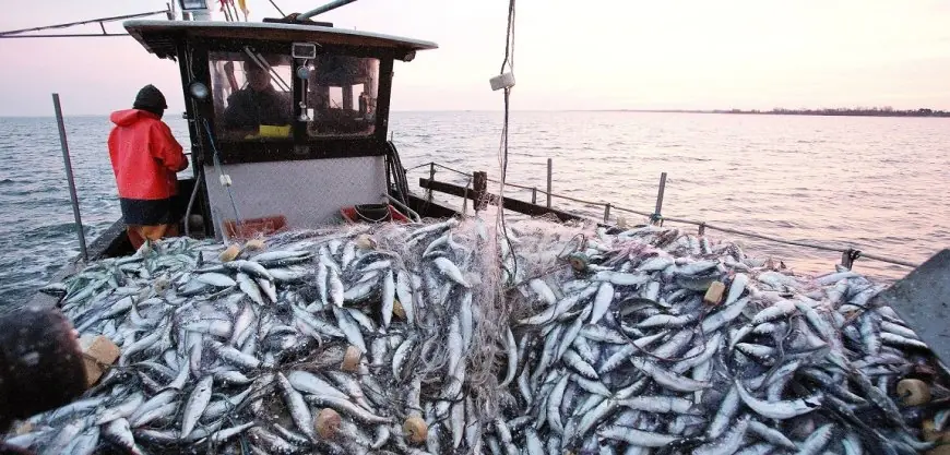 إجراءات ناجحة تعيد الأمل لمهنيي مصايد السمك السطحي بالعيون