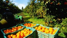 حوض ملوية.. توقعات بإنتاج يفوق 405 ألف طن من الحوامض