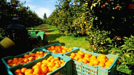 حوض ملوية.. توقعات بإنتاج يفوق 405 ألف طن من الحوامض