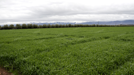 التساقطات المطرية المهمة تُبشر بموسم فلاحي جيد بجهة بني ملال خنيفرة.