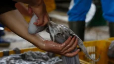 الأخطبوط.. وفرة في الموارد ومردودية استثنائية مع انطلاق الموسم الشتوي 2026