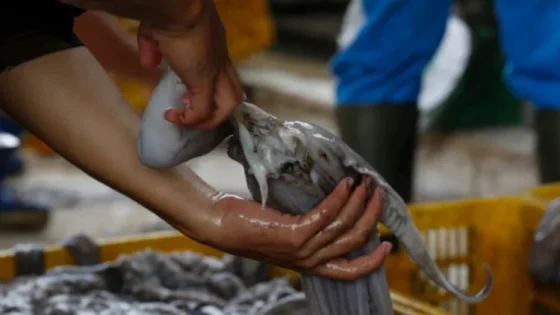 الأخطبوط.. وفرة في الموارد ومردودية استثنائية مع انطلاق الموسم الشتوي 2026