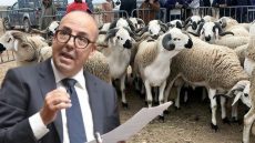 استعدادات بوزارة الفلاحة لإقامة عيد الأضحى.