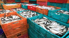 بعد اضطرابات التزويد.. الأسماك تعود بقوة إلى الأسواق وأسعار السردين تستقر في رمضان