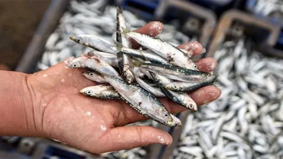 أسباب إغلاق المنطقة الجنوبية أمام صيد الأسماك السطحية الصغيرة