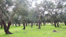 الوكالة الوطنية للمياه والغابات تنفي قطع أشجار بغابة المعمورة