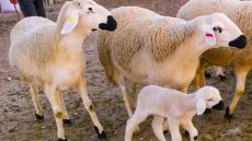 اكادير: عملية ميدانية واسعة للتحقق من الاحتفاظ بإناث الأغنام والماعز المخصصة للتوالد