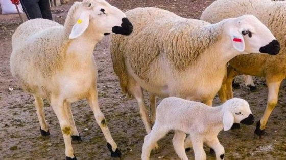 اكادير: عملية ميدانية واسعة للتحقق من الاحتفاظ بإناث الأغنام والماعز المخصصة للتوالد