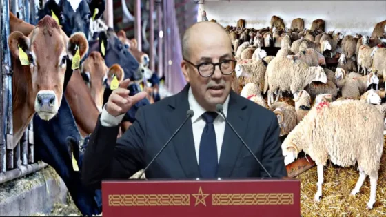القطيع الوطني في قلب السيادة الغذائية.. وزارة الفلاحة تُحكم الرقابة وتُسرّع وتيرة الدعم