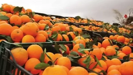 المغرب يقلب موازين سوق الحوامض الأوروبية