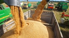 موسم فلاحي واعد يدفع المغرب لتعليق واردات القمح مؤقتا