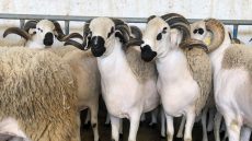 الإنتاج الحيواني.. تحول استراتيجي في ظل الاستدامة