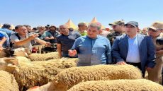 والي جهة سوس ماسة واقف على شغلو ويتفقد رحبة بيع أضاحي العيد بتكوين وكيشدد على تنظيم السوق ومحاربة المضاربة