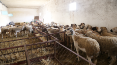 انتعاش ملحوظ في أسواق الأضاحي مع اقتراب عيد الأضحى بجهة الدار البيضاء سطات