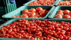 الطماطم المغربية تتفوق على الإسبانية في الأسواق العالمية بعائدات تتجاوز 1.1 مليار يورو