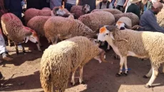 أجواء مطمئنة بأسواق أكادير.. أساكا تيكوين يشهد وفرة كبيرة في الأضاحي واستقراراً في الأسعار