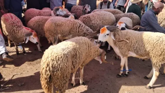 أجواء مطمئنة بأسواق أكادير.. أساكا تيكوين يشهد وفرة كبيرة في الأضاحي واستقراراً في الأسعار