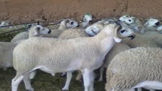 وزارة الفلاحة تطمئن المغاربة بخصوص عيد الاضحى ..عرض يفوق الطلب .
