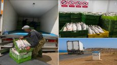 الدرك الملكي بالداخلة يحجز أكثر من 6.7 أطنان من الأسماك غير المصرح بها