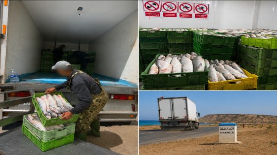 الدرك الملكي بالداخلة يحجز أكثر من 6.7 أطنان من الأسماك غير المصرح بها